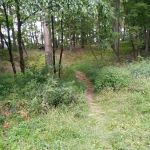 Rothrock State Forest Campsite #2