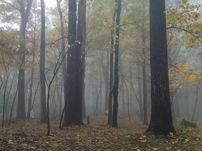 Rothrock State Forest Campsite #2 Picture 10