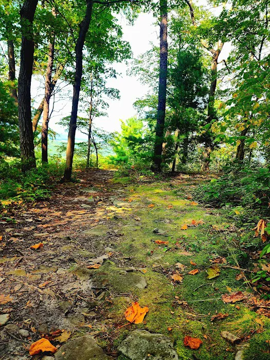 Rothrock State Forest Campsite #2 Picture 7