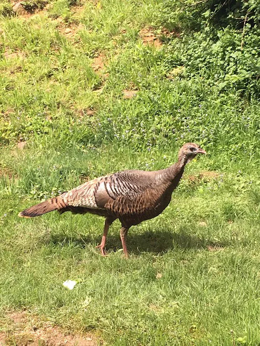 RIVERBANK CAMPGROUND AND COTTAGE RENTAL Picture 1