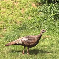 RIVERBANK CAMPGROUND AND COTTAGE RENTAL ico