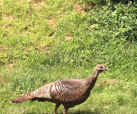 RIVERBANK CAMPGROUND AND COTTAGE RENTAL