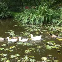 Urban Saddle Ranch ico