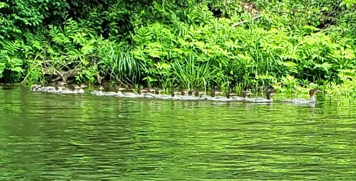 Branch Campground Picture 7