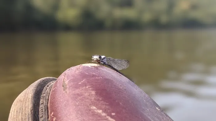 Honey Bear Campground Picture 6
