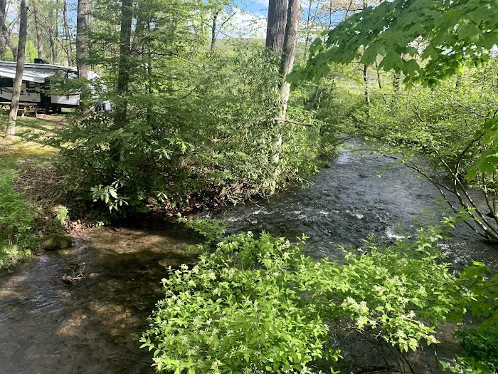 Bald Eagle Campsite Picture 2