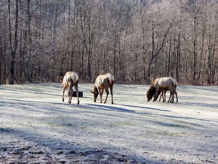 Benezett Store Campground Picture 10
