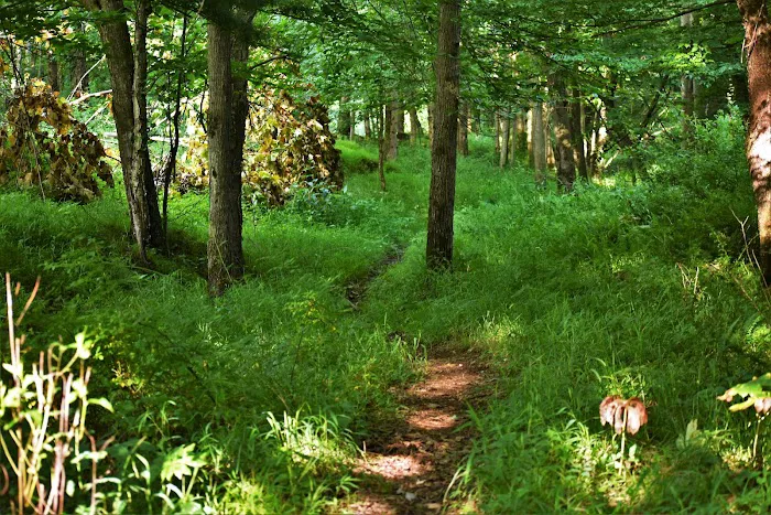 Benezett Store Campground Picture 4