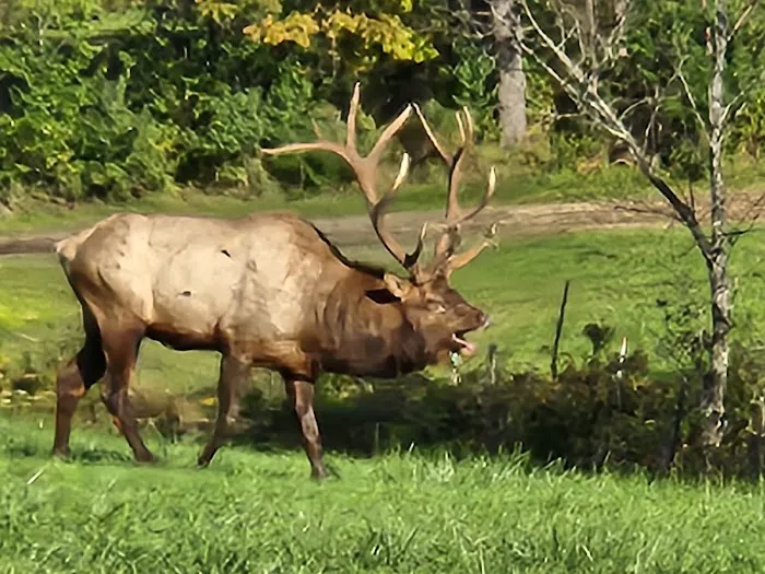Benezett Store Campground Picture 8