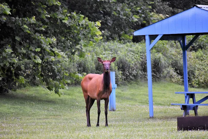Benezett Store Campground Picture 3