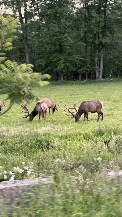 Camp Elkaholic Picture 3