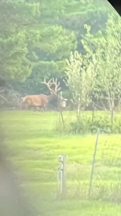 Camp Elkaholic Picture 5