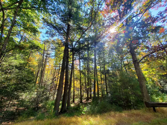 Hosack Run Campground Picture 5