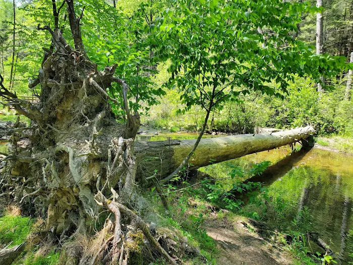 Hosack Run Campground Picture 8