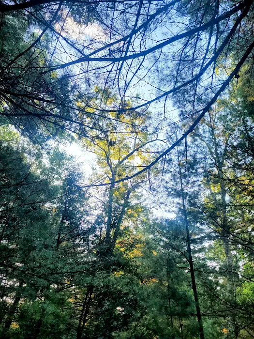 Primitive Campsite #12 Picture 8