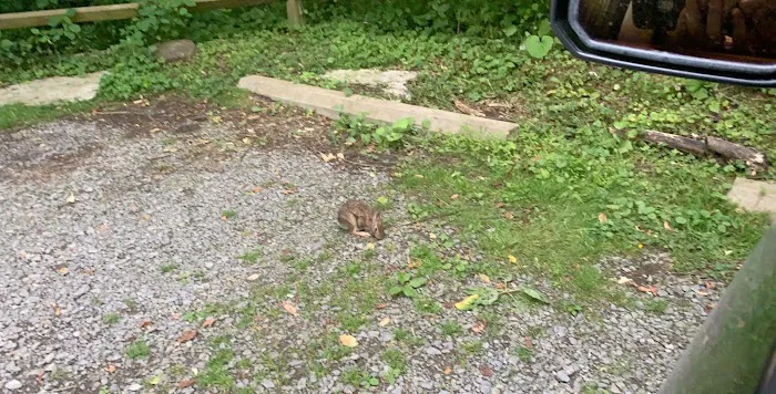 Primitive Campsite #12 Picture 2