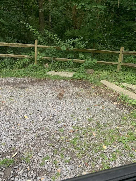 Primitive Campsite #12 Picture 5