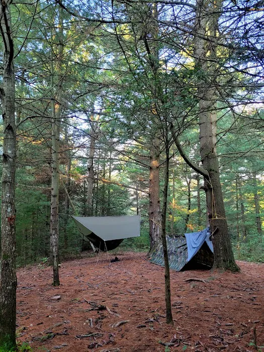 Primitive Campsite #12 Picture 6