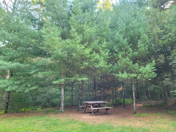 Primitive Campsite #12 Picture 10