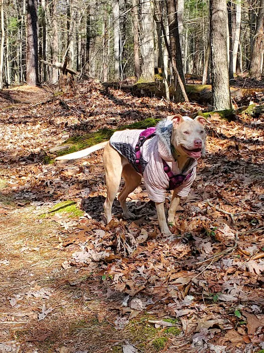 Raccoon Run Campsite #15 State Forest Grounds Picture 1