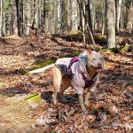Raccoon Run Campsite #15 State Forest Grounds