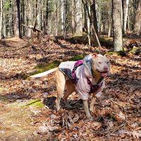 Raccoon Run Campsite #15 State Forest Grounds ico