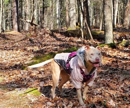 Raccoon Run Campsite #15 State Forest Grounds