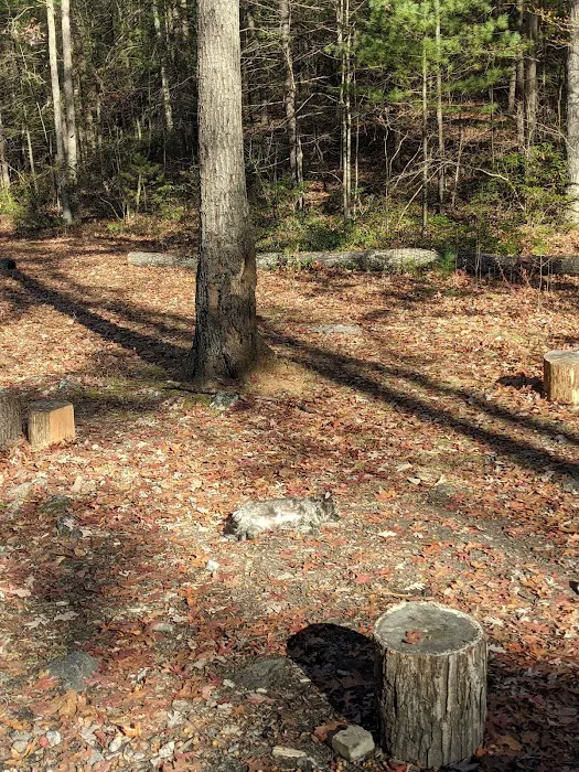 Raccoon Run Campsite #15 State Forest Grounds Picture 2