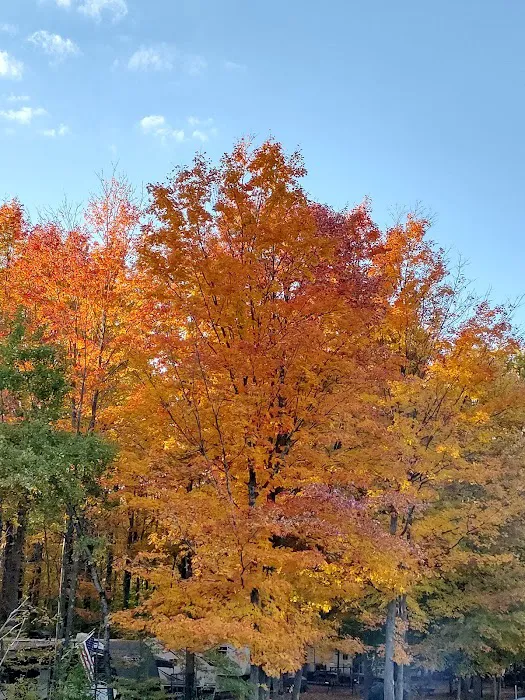 Bettum's Idlewood Family Campground Picture 6