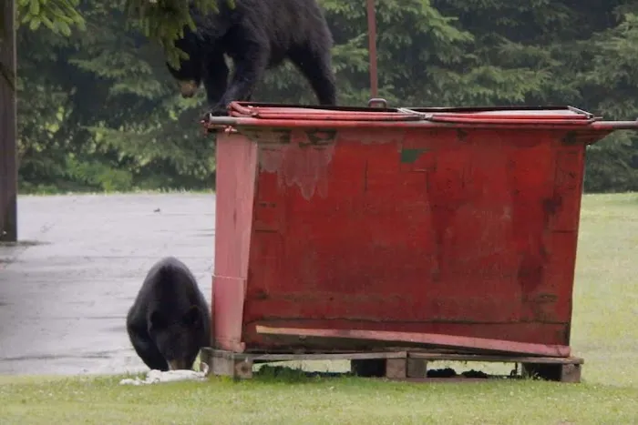 Black Bear Campground Picture 2