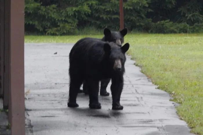 Black Bear Campground Picture 1