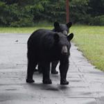 Black Bear Campground