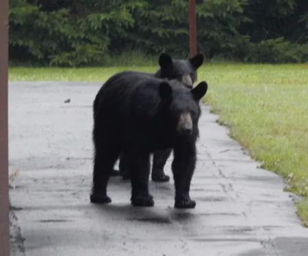 Black Bear Campground