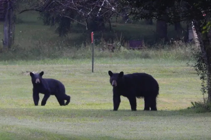 Black Bear Campground Picture 3