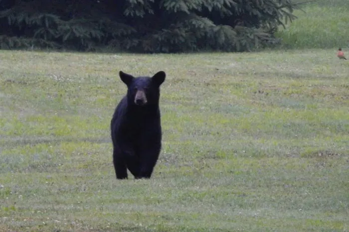 Black Bear Campground Picture 5