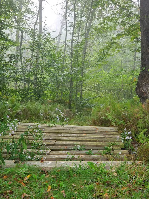 Black Bear Campground Picture 9