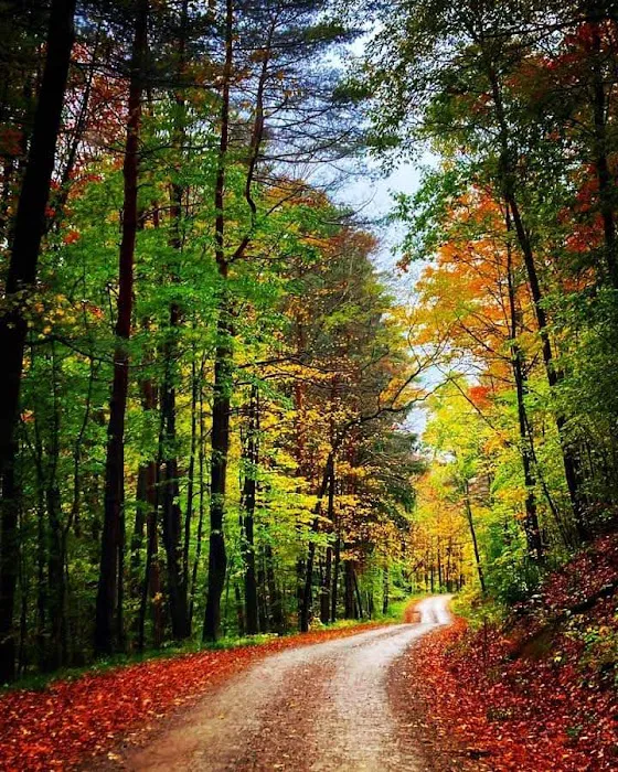 Black Bear Campground Picture 4