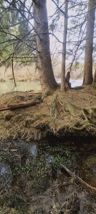 Allegany State Park Horse Camp Picture 5