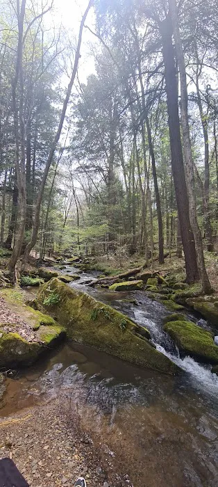 Allegany State Park Horse Camp Picture 1
