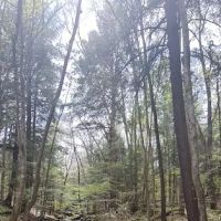 Allegany State Park Horse Camp ico