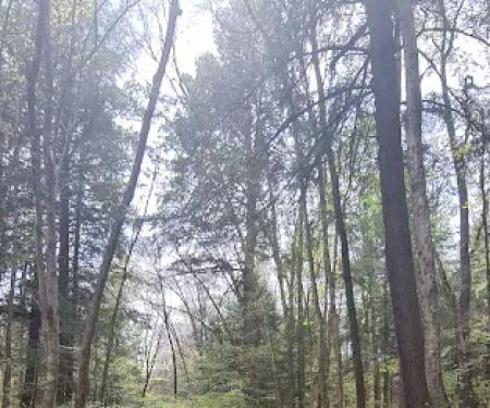 Allegany State Park Horse Camp