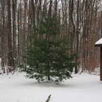 Woodhaven Campgrounds ico