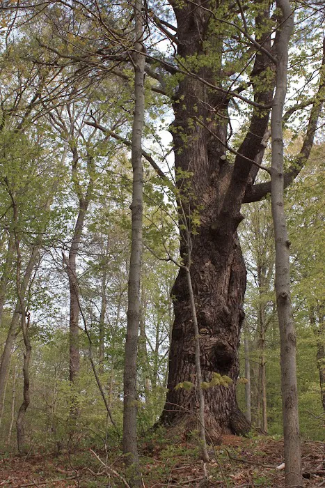 Letchworth Valley Campground & Resort, LLC Picture 6