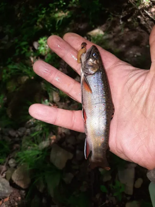 Beehunter Cabins Picture 5