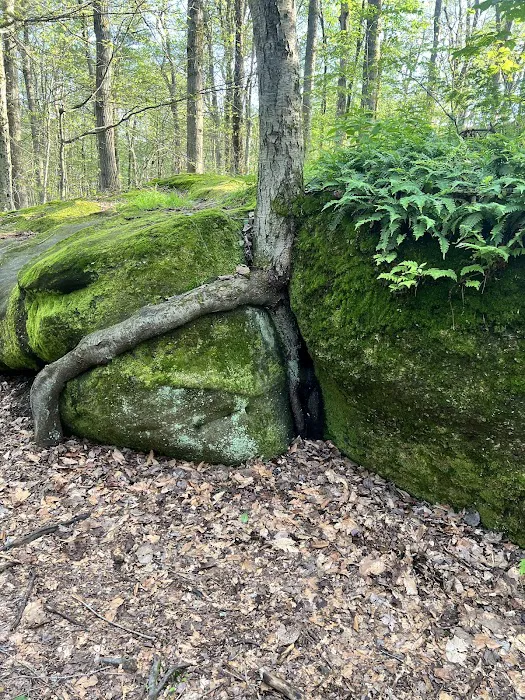 Redhouse Loop Campground Picture 4