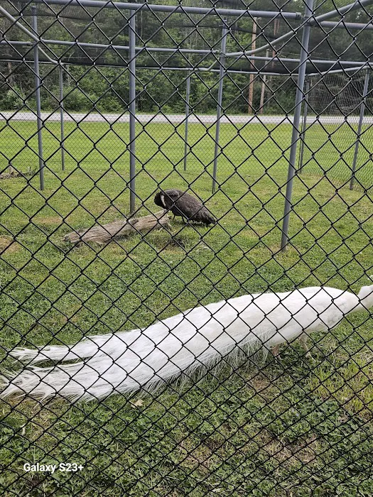 Three Valley Campground Picture 9