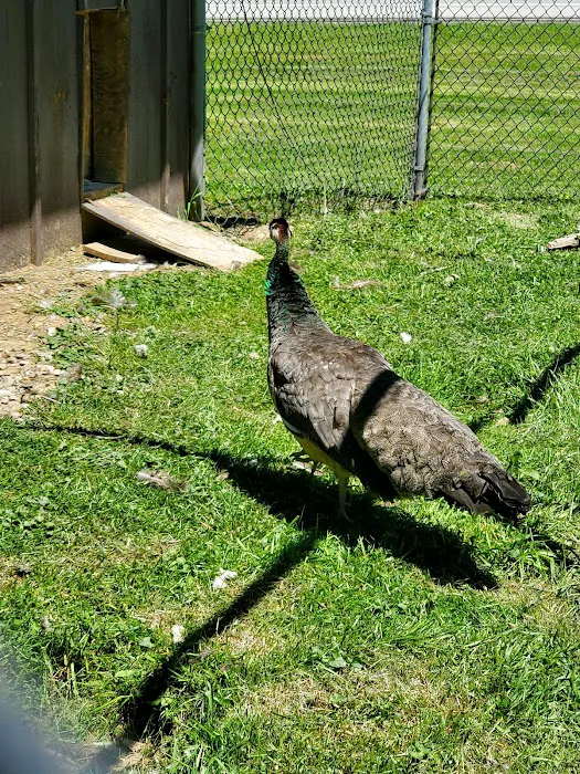 Three Valley Campground Picture 8