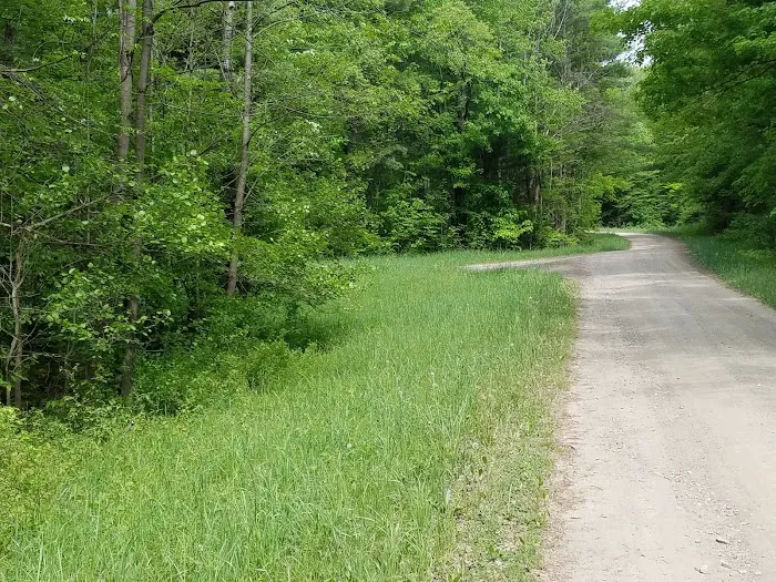 East Otto State Forest Campground Picture 7