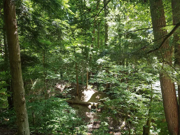 East Otto State Forest Campground Picture 8