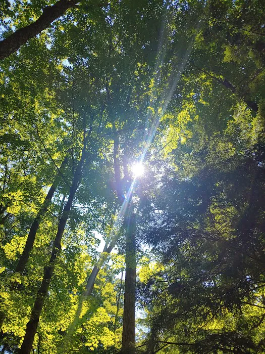 East Otto State Forest Campground Picture 10